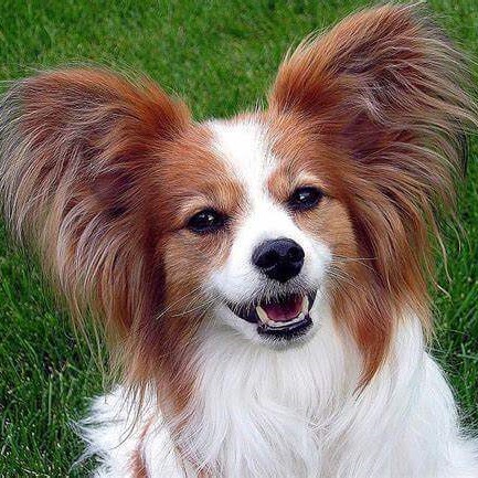 Papillon