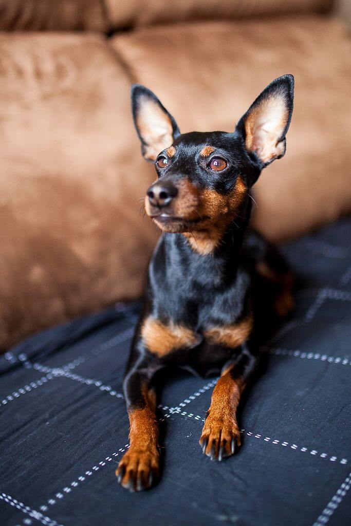 Pinscher in miniatura