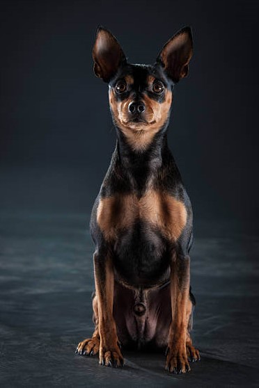 Pinscher in miniatura
