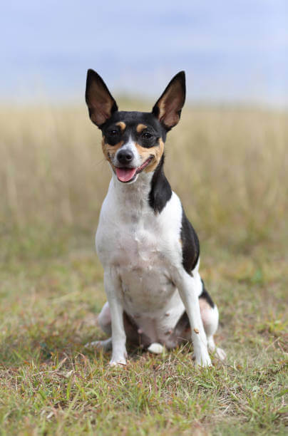 Toy Fox Terrier