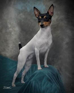 Toy Fox Terrier