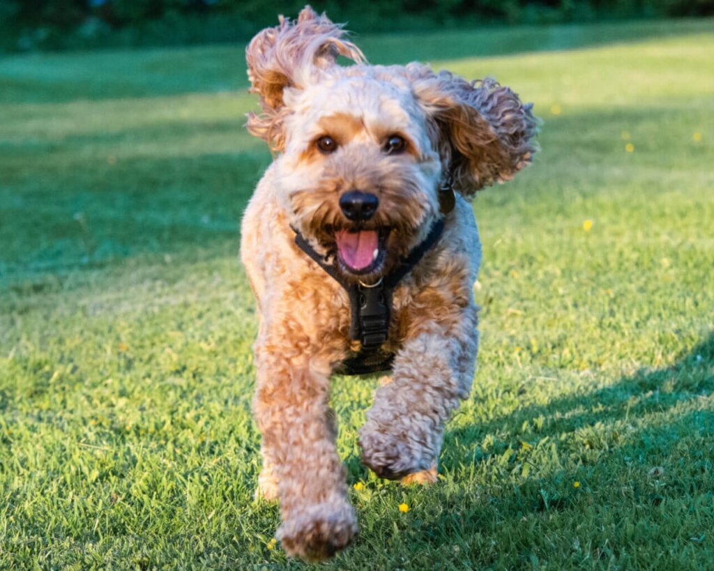 Cockapoo