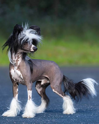 Carattere cinese crestato (3)