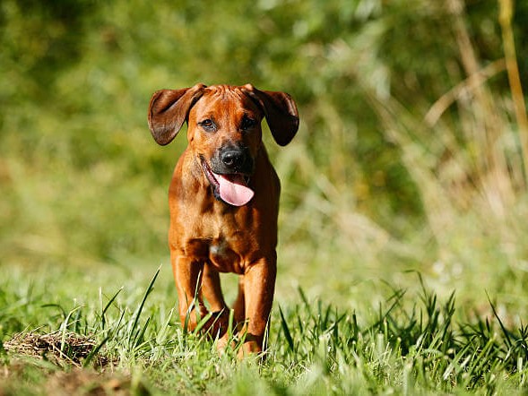 Carattere del Rhodesian Ridgeback