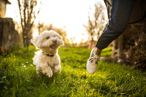 Carattere del cane maltese