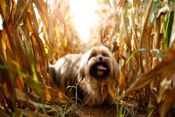 Lhasa Apso