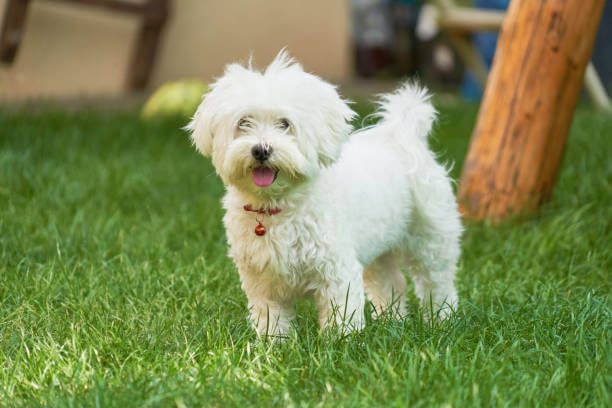 Maltese