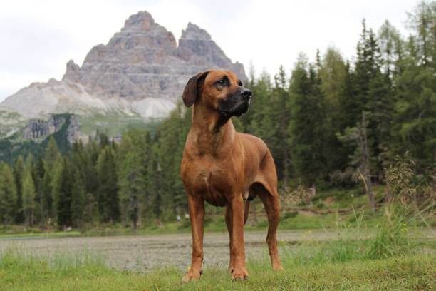 Dieta per Rhodesian Ridgeback