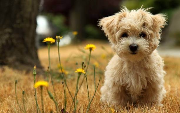 Bichon Havanese