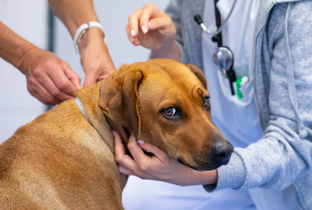 Vaccinazioni per il Rhodesian Ridgeback