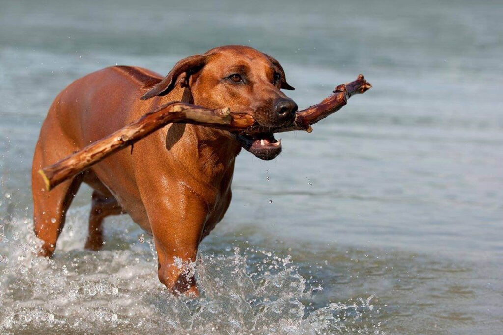 Mantenere in salute il Rhodesian Ridgeback