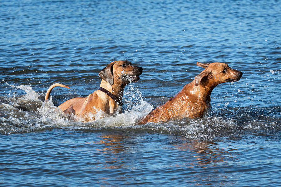 Mantenere in salute il Rhodesian Ridgeback (2)