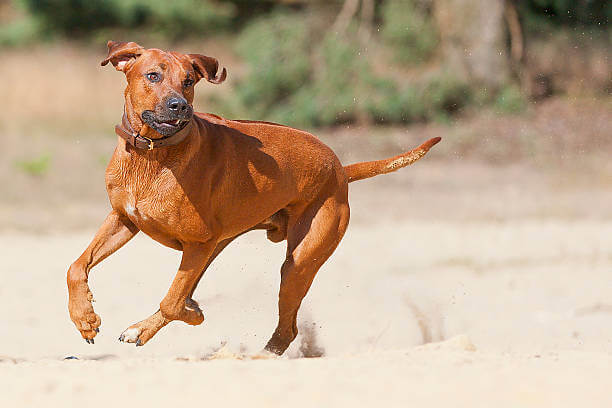 Mantenere in salute il Rhodesian Ridgeback (3)