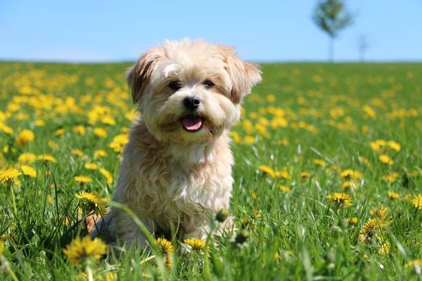 Maltese