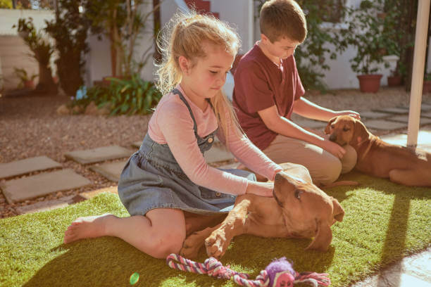 Comportamento in presenza di bambini e altri animali domestici