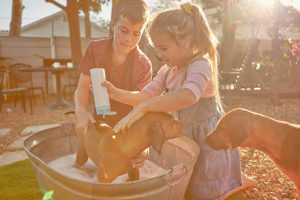 Comportamento in presenza di bambini e altri animali domestici