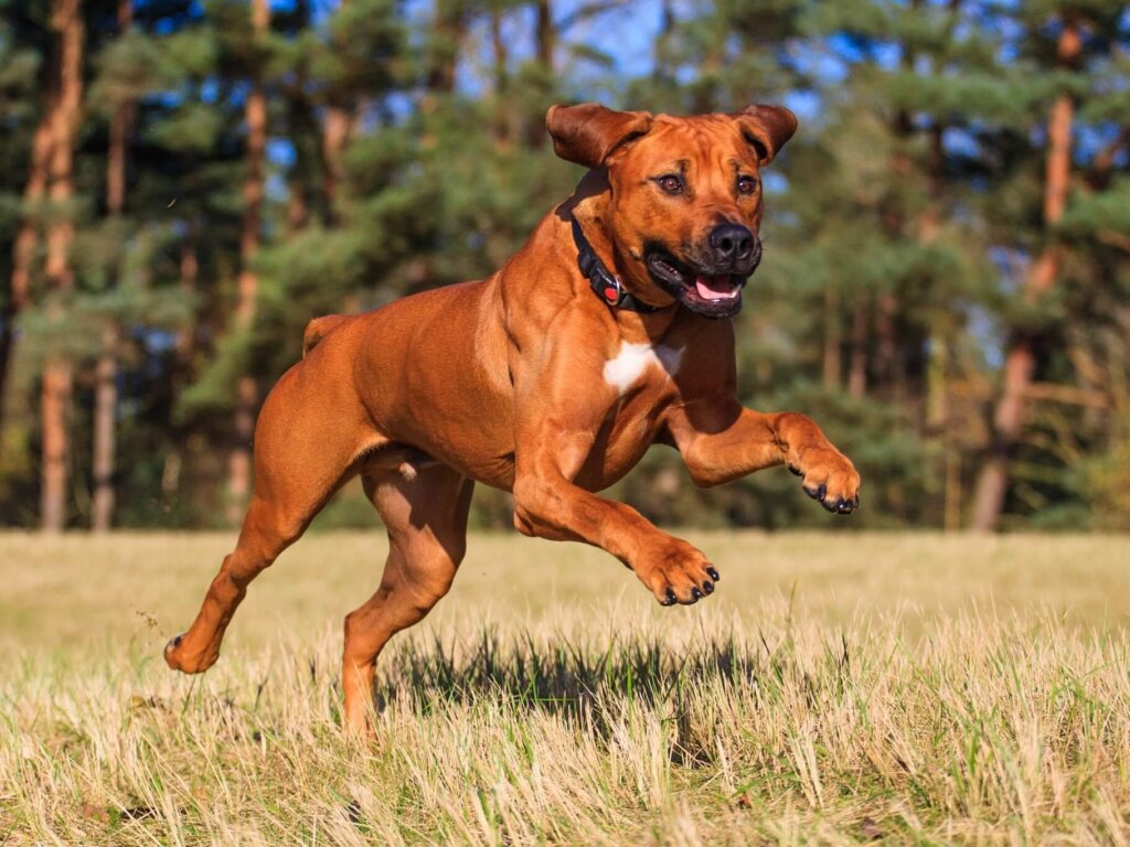 Carattere del Rhodesian Ridgeback