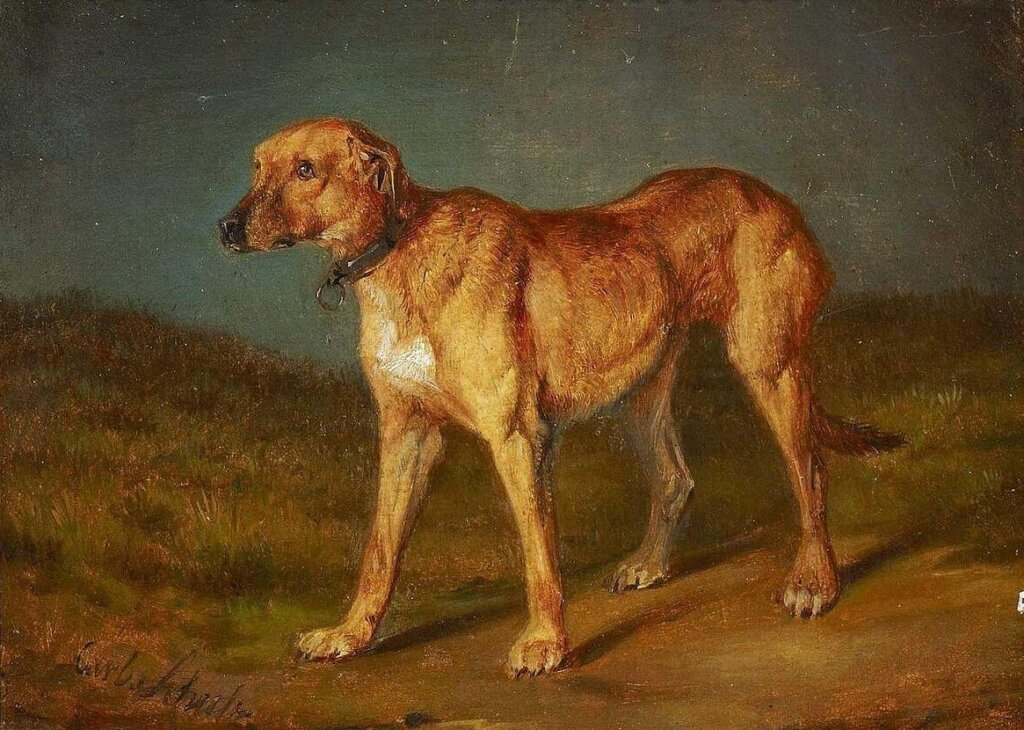 Storia e origine del cane Rhodesian Ridgeback