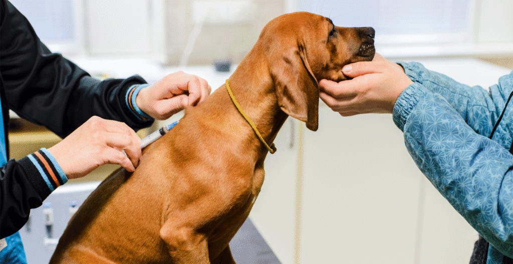Toelettatura del Rhodesian Ridgeback