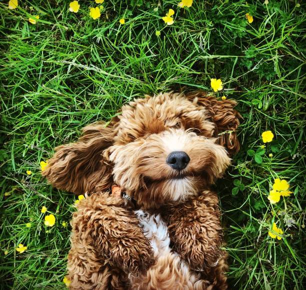 Cockapoo