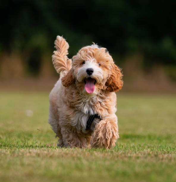 carattere cockapoo