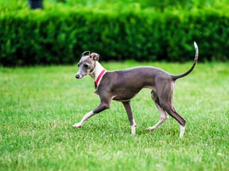 carattere del levriero italiano (2)