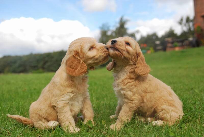 Cockapoo- Tutto su questo sano cane da compagnia | ModenaDog