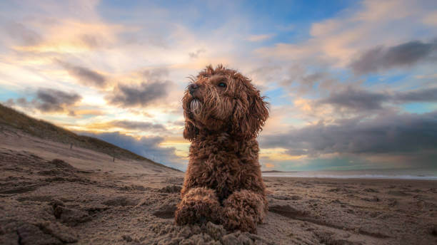 Cockapoo