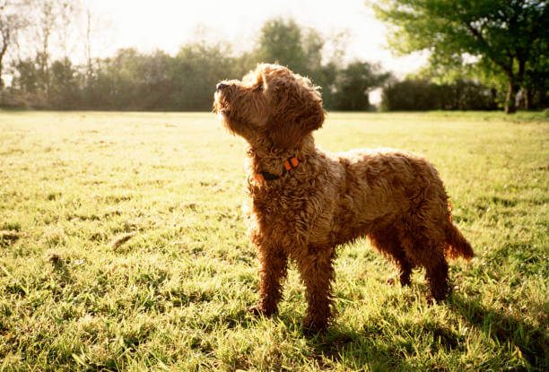 Cockapoo- Tutto su questo sano cane da compagnia | ModenaDog