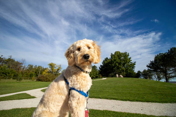 Goldendoodle