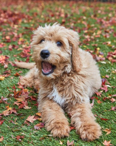 Goldendoodle
