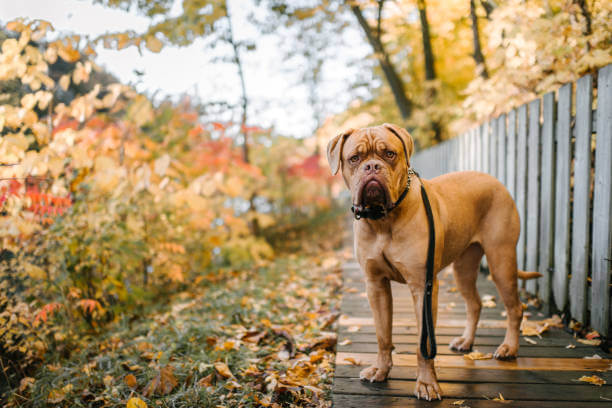 Introduzione al Dogue de Bordeaux