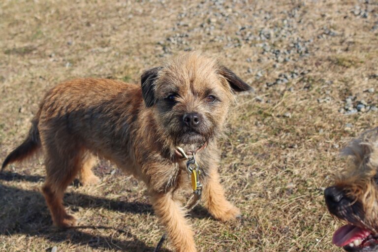 Il cane adatto alla famiglia - il Border Terrier