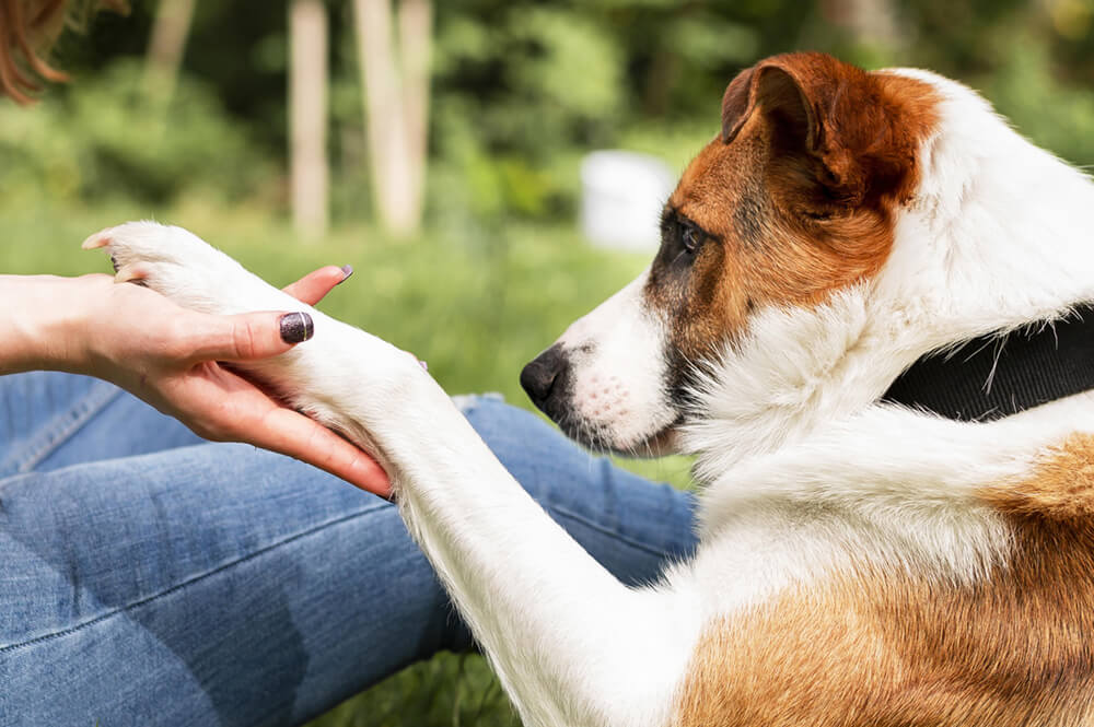 Assicurazione cane: perché conviene integrarla in una polizza familiare completa