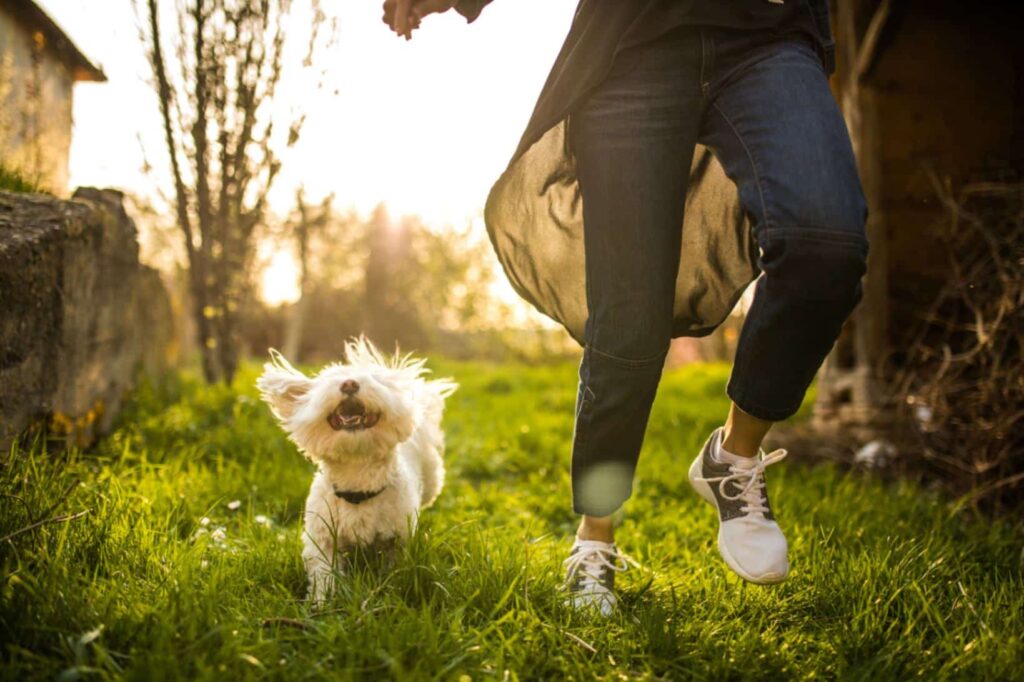 Idee per mantenere il benessere del tuo cane