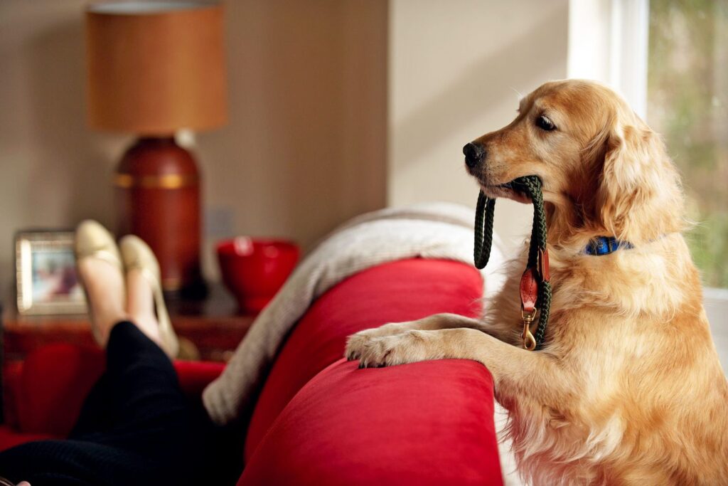 La psicologia del gioco: perché il cane sa quando è il momento giusto