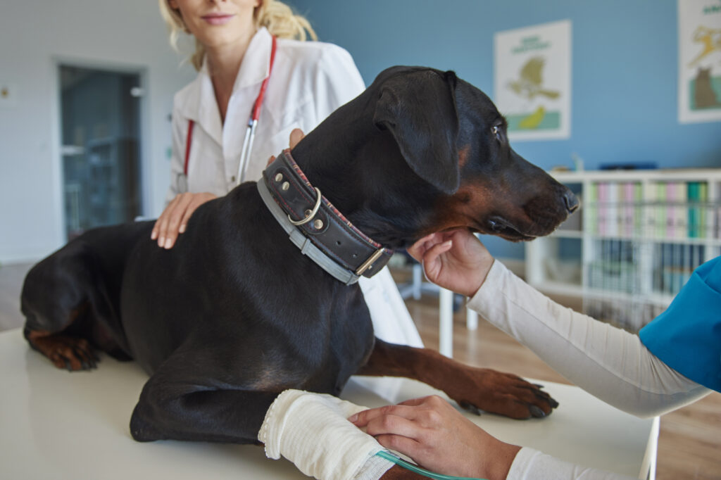 perche-fare-assicurazione-sanitaria-cane